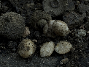  (Cazia - HAY-F-005297)  @11 [ ] by-nc (2023) Stu Pickell Fungal Diversity Survey