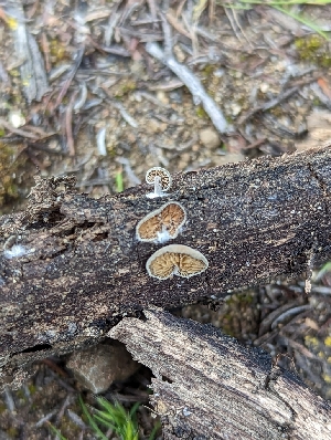  ( - HAY-F-002951)  @11 [ ] by-nc (2023) Stu Pickell Fungal Diversity Survey