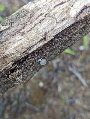  ( - HAY-F-002951)  @11 [ ] by-nc (2023) Stu Pickell Fungal Diversity Survey