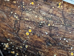  (Lachnellula sp. flavovirens-CA01 - HAY-F-005299)  @11 [ ] by-nc (2023) Stu Pickell Fungal Diversity Survey