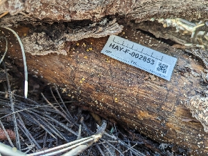  ( - HAY-F-005299)  @11 [ ] by-nc (2023) Stu Pickell Fungal Diversity Survey