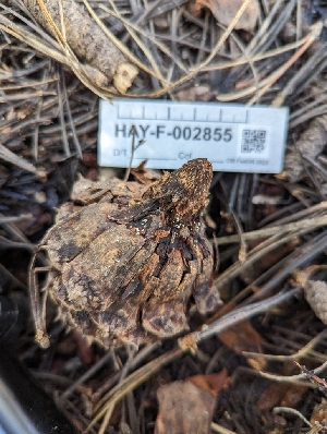  ( - HAY-F-005251)  @11 [ ] by-nc (2023) Stu Pickell Fungal Diversity Survey