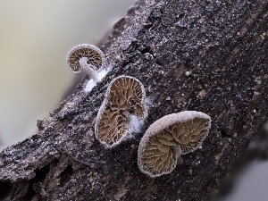  ( - HAY-F-002951)  @11 [ ] by-nc (2023) Stu Pickell Fungal Diversity Survey