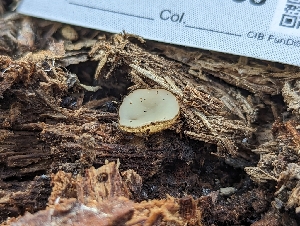  ( - HAY-F-002858)  @11 [ ] by-nc (2023) Stu Pickell Fungal Diversity Survey