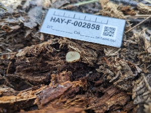  ( - HAY-F-002858)  @11 [ ] by-nc (2023) Stu Pickell Fungal Diversity Survey