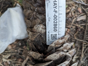  ( - HAY-F-002860)  @11 [ ] by-nc (2023) Stu Pickell Fungal Diversity Survey