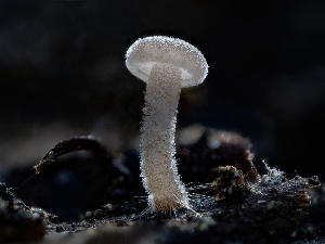  ( - HAY-F-002860)  @11 [ ] by-nc (2023) Stu Pickell Fungal Diversity Survey