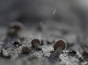  ( - HAY-F-002860)  @11 [ ] by-nc (2023) Stu Pickell Fungal Diversity Survey