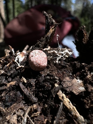  ( - HAY-F-002685)  @11 [ ] c (2023) Rudy Diaz Fungal Diversity Survey