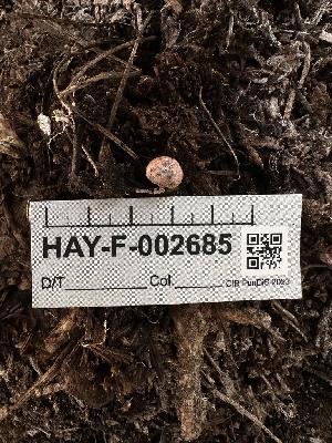  ( - HAY-F-002685)  @11 [ ] c (2023) Rudy Diaz Fungal Diversity Survey