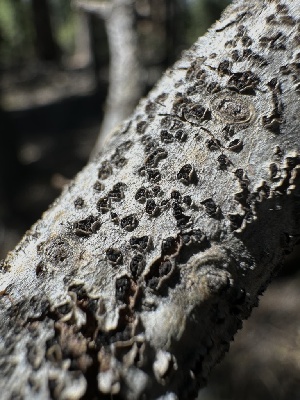  ( - HAY-F-002682)  @11 [ ] c (2023) Rudy Diaz Fungal Diversity Survey
