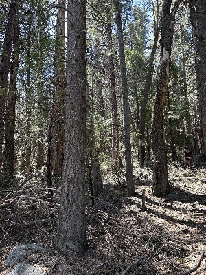  ( - HAY-F-002682)  @11 [ ] c (2023) Rudy Diaz Fungal Diversity Survey