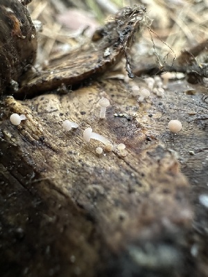  ( - HAY-F-002686)  @11 [ ] c (2023) Rudy Diaz Fungal Diversity Survey