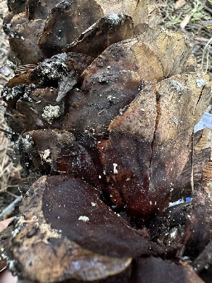  ( - HAY-F-002686)  @11 [ ] c (2023) Rudy Diaz Fungal Diversity Survey