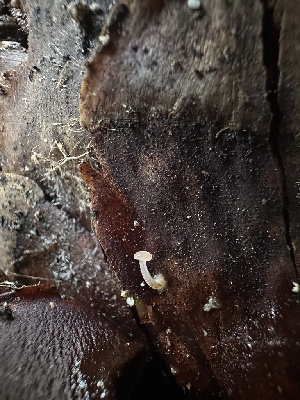  ( - HAY-F-002686)  @11 [ ] c (2023) Rudy Diaz Fungal Diversity Survey