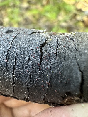  ( - HAY-F-002655)  @11 [ ] c (2023) Rudy Diaz Fungal Diversity Survey