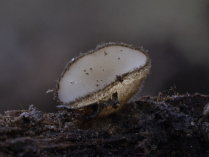  ( - HAY-F-002858)  @11 [ ] by-nc (2023) Stu Pickell Fungal Diversity Survey