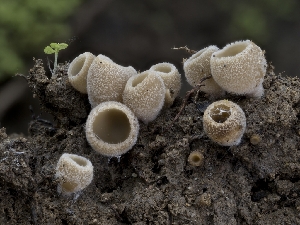  (Tarzetta bronca - HAY-F-002950)  @11 [ ] by-nc (2023) Stu Pickell Fungal Diversity Survey