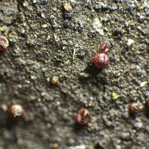  ( - HAY-F-002655)  @11 [ ] c (2023) Rudy Diaz Fungal Diversity Survey