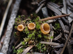  (Geopyxis - HAY-F-003571)  @11 [ ] by-nc (2023) Sadie Hickey Fungal Diversity Survey