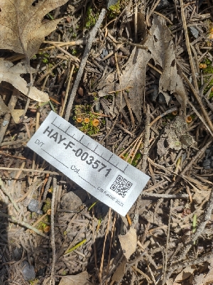  ( - HAY-F-003571)  @11 [ ] by-nc (2023) Sadie Hickey Fungal Diversity Survey