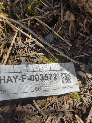  ( - HAY-F-003572)  @11 [ ] by-nc (2023) Sadie Hickey Fungal Diversity Survey
