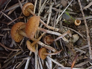  ( - HAY-F-003573)  @11 [ ] by-nc (2023) Sadie Hickey Fungal Diversity Survey