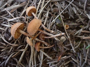  ( - HAY-F-003573)  @11 [ ] by-nc (2023) Sadie Hickey Fungal Diversity Survey