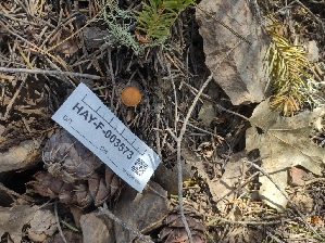  ( - HAY-F-003573)  @11 [ ] by-nc (2023) Sadie Hickey Fungal Diversity Survey