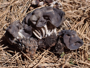  (Helvella sp. vespertina-CA01 - HAY-F-003667)  @11 [ ] by-nc (2023) Sadie Hickey Fungal Diversity Survey
