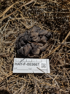  ( - HAY-F-003667)  @11 [ ] by-nc (2023) Sadie Hickey Fungal Diversity Survey