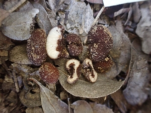  ( - HAY-F-003577)  @11 [ ] by-nc (2023) Sadie Hickey Fungal Diversity Survey