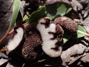  ( - HAY-F-003577)  @11 [ ] by-nc (2023) Sadie Hickey Fungal Diversity Survey