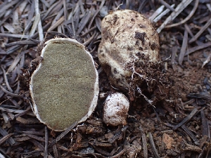  (Rhizopogon sp. arctostaphyli-CA01 - HAY-F-003584)  @11 [ ] by-nc (2023) Sadie Hickey Fungal Diversity Survey