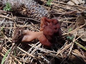  ( - HAY-F-003580)  @11 [ ] by-nc (2023) Sadie Hickey Fungal Diversity Survey