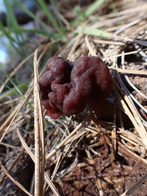 ( - HAY-F-003580)  @11 [ ] by-nc (2023) Sadie Hickey Fungal Diversity Survey