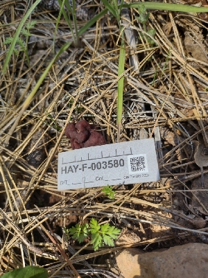  ( - HAY-F-003580)  @11 [ ] by-nc (2023) Sadie Hickey Fungal Diversity Survey