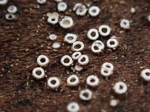  (Stictis sp. CA01 - HAY-F-003593)  @11 [ ] by-nc (2023) Sadie Hickey Fungal Diversity Survey