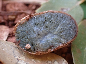  ( - HAY-F-003590)  @11 [ ] by-nc (2023) Sadie Hickey Fungal Diversity Survey