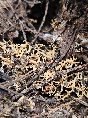  ( - HAY-F-000746)  @11 [ ] by (2023) Mandy Hackney Fungal Diversity Survey