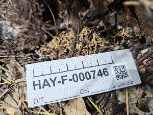  ( - HAY-F-000746)  @11 [ ] by (2023) Mandy Hackney Fungal Diversity Survey
