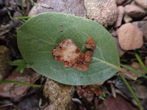  (Balsamia sp. CA03 - HAY-F-003599)  @11 [ ] by-nc (2023) Sadie Hickey Fungal Diversity Survey