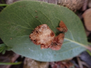  ( - HAY-F-003599)  @11 [ ] by-nc (2023) Sadie Hickey Fungal Diversity Survey
