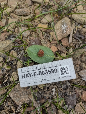  ( - HAY-F-003599)  @11 [ ] by-nc (2023) Sadie Hickey Fungal Diversity Survey