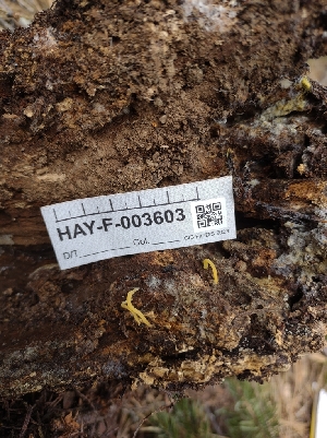  ( - HAY-F-003603)  @11 [ ] by-nc (2023) Sadie Hickey Fungal Diversity Survey