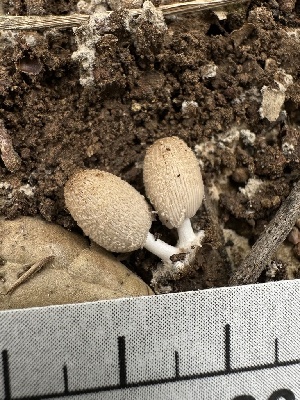  (Coprinellus sp. radians-CA02 - HAY-F-002664)  @11 [ ] c (2023) Rudy Diaz Fungal Diversity Survey