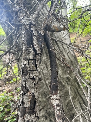  ( - HAY-F-002662)  @11 [ ] c (2023) Rudy Diaz Fungal Diversity Survey
