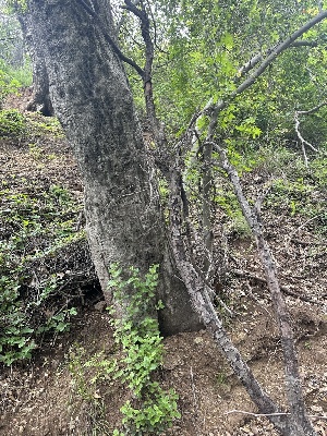  ( - HAY-F-002662)  @11 [ ] c (2023) Rudy Diaz Fungal Diversity Survey