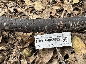  ( - HAY-F-002662)  @11 [ ] c (2023) Rudy Diaz Fungal Diversity Survey