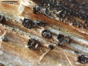  (Paradictyoarthriniaceae - HAY-F-002637)  @11 [ ] c (2023) Rudy Diaz Fungal Diversity Survey